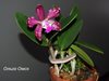 Cattleya Hsinying Cognac Thai Spots 